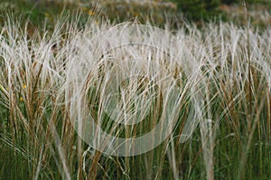 Summer background from field tall grass feather grass. Steppe plant Stipa close-up, nature outdoors