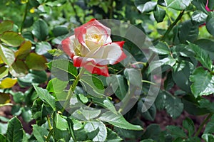 Summer background. Flower in the garden. Beautiful perfumed rose colored in white and red
