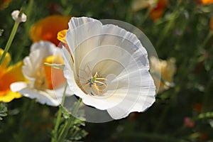 Summer background. Flowers of eschscholzia californica or californian poppy, flowering plant of family papaveraceae