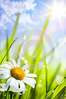 Summer background with flowers in grass