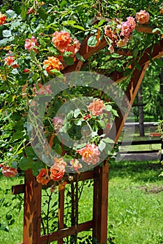 Summer background with flowers. Rambler roses in the garden. Lovely perfumed orange roses