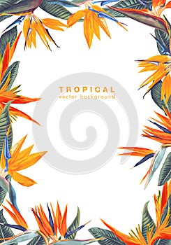 Summer background with a frame formed from the leaves and flowers of a tropical plant Strelitzia Reginae