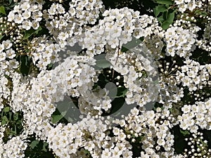 Summer background gently white flowers