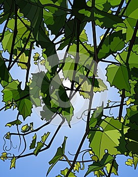 Summer background with green branches of grapes on blue sky background