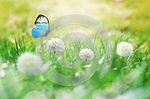 Summer background. Green grass, white flower and butterfly on the meadow