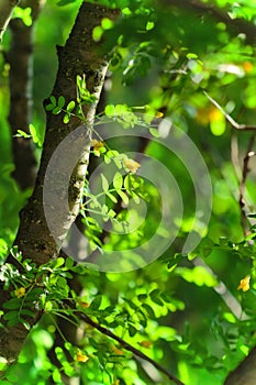 Summer background with green leaves