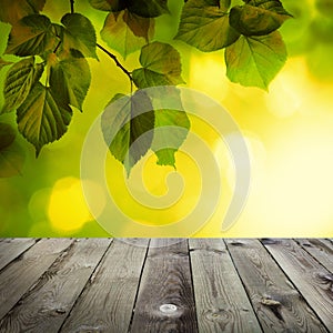 Summer Background with Green Linden Leaves, Sunshine Bokeh