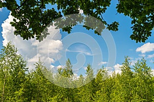 Summer background with green trees, oak branches with leaves and blue sky with clouds in sunny day