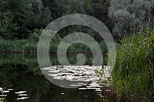 summer background: lake with lilies and reeds