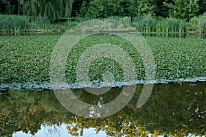 summer background: lake with lilies and reeds