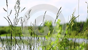 Summer background - landscape with cereals grass in the foreground swaying from the wind. Blurred green backdrop