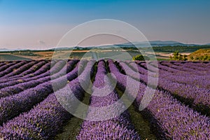 Summer background: lilac blossom of levender field lit by golden