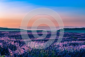 Summer background: lilac blossom of levender field lit by golden