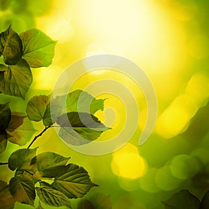 Summer Background with Linden Tree Twigs