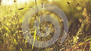 Summer background. morning misty summer meadow grass panicles rising sun