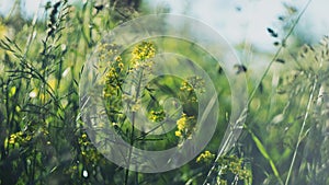 Summer background. morning misty summer meadow grass panicles rising sun