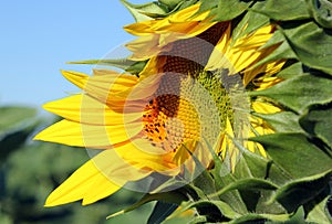 Summer background - opening sunflower closeup