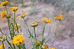 Summer background with orange flowers of calendula are being watered. Calendula flowers with water drops