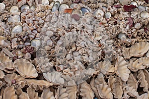 Summer background pattern from seashells. Shell close-up. Ocean coast. Seashells background