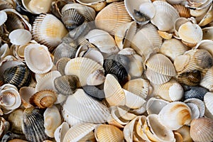 Summer background pattern from seashells. Shell close-up. Ocean coast. Seashells background.