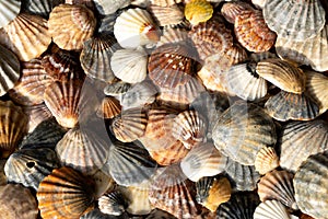 Summer background pattern from seashells. Shell close-up. Ocean coast. Seashells background.