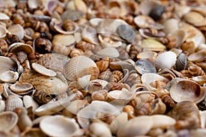 Summer background pattern from seashells. Shell close-up. Ocean coast. Seashells background. Texture of the sea shells.