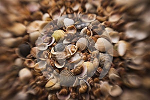 Summer background pattern from seashells. Shell close-up. Ocean coast. Seashells background. Texture of the sea shells.