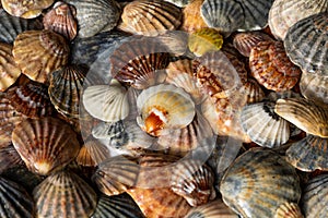 Summer background pattern from seashells. Shell close-up. Ocean coast. Seashells background.