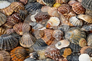Summer background pattern from seashells. Shell close-up. Ocean coast. Seashells background.