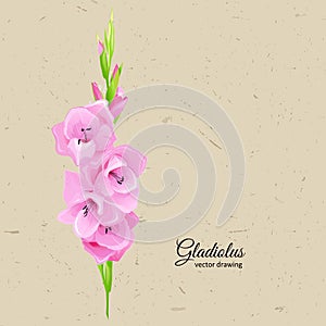 Summer background with pink gladiolus.