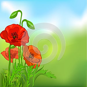 Summer background with poppies