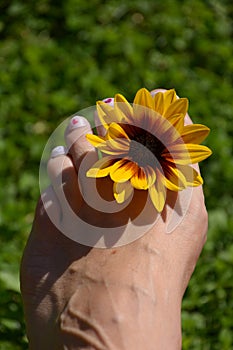 Summer background with pretty female foot with sunflower between the toes