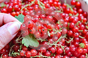 Summer background of Red currant