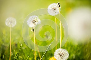 Summer Background Of Ripe Dandelion Flowers On Meadow