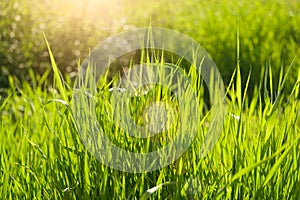 Summer background. rural summer backgrounds. Abstract natural backgrounds with green grass and beauty bokeh