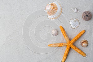 summer background. seashells border on sand