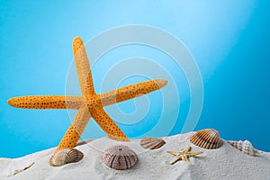 summer background. seashells border on sand