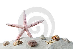 summer background. seashells border on sand