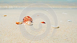 Summer background, seashells by the sea, tropical landscape