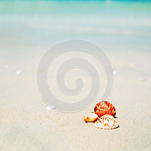 Summer background, seashells by the sea, tropical landscape
