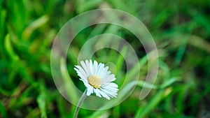summer background. soft focus. Little white wildflower daisy flower on green blurred grass background. Natural background for