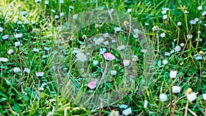 summer background. soft focus. Little white wildflower daisy flower on green blurred grass background. Natural background for