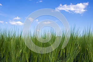 Summer background with spikes of green rye and blue sky