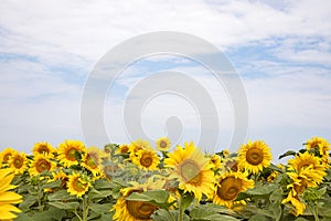 Summer background of sunflower in the field