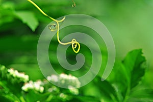 Summer background - tendril