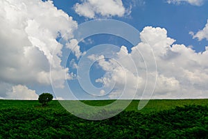 Summer background. warm sunny weather on a meadow with a bush. A blue sky with white clouds.