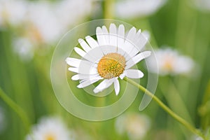 Summer background of white Daisy flower