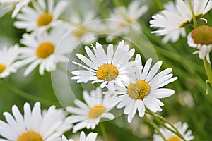 Summer background of white Daisy flowers in horizontal frame