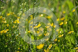 Summer background with a wild grass and leaves on nature. Juicy lush green grass on meadow closeup