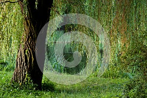 summer background: willow tree on the shore of a forest lake surrounded by reeds and grass